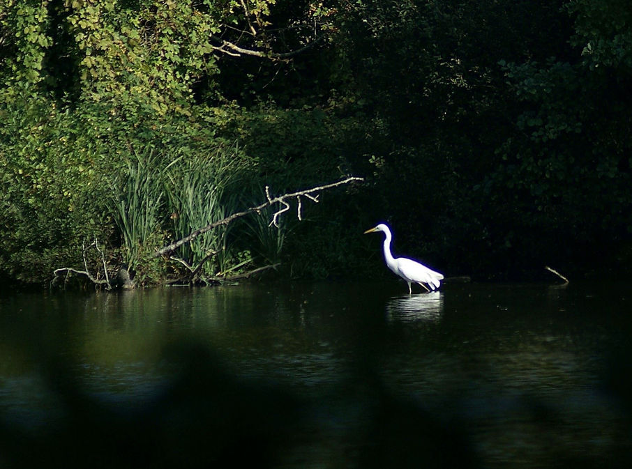 Grande Aigrette