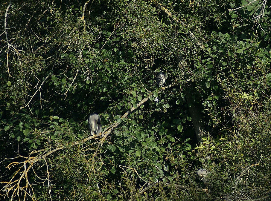 3 Hérons Bihoreau à chercher dans les branchages