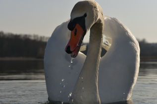 Schwan