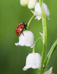 Vide-Grenier : le mot de la Présidente