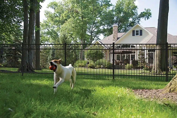 Front Yard Fence For Dogs Ultimate Guide