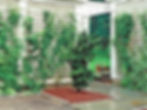 Climbing Plants