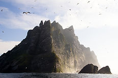 St Kilda gannets AdobeStock_73240032 (1)