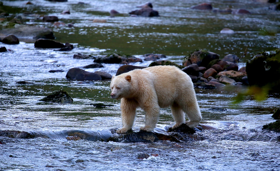 AdobeStock_kermode bear 2.jpeg