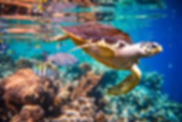 Seaturtle snorkel.jpeg