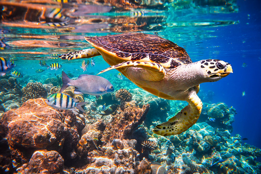 Seaturtle snorkel.jpeg