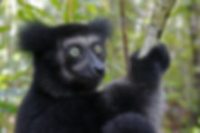 Indri adobe.jpeg