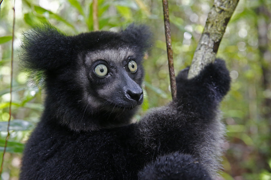 Indri adobe.jpeg