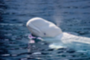 Beluga adobe.jpeg