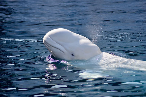 Beluga adobe.jpeg