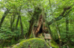 AdobeStock_NIdai-Ohsugi.jpeg