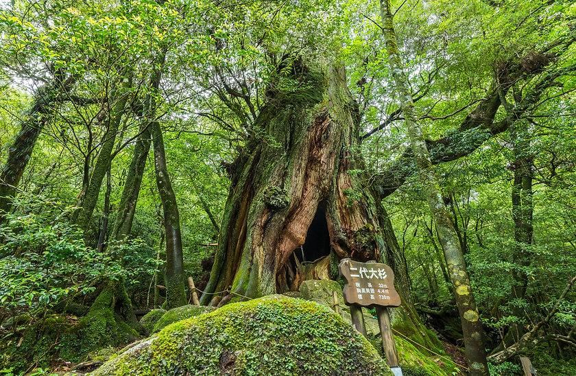 AdobeStock_NIdai-Ohsugi.jpeg