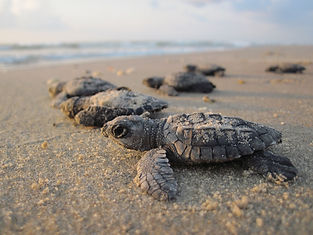 Sea turtle hatchling pixa.jpg