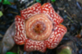 Giant Rafflesia adobe.jpeg