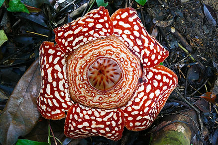 Giant Rafflesia adobe.jpeg