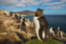 Rockhopper adobe.jpeg
