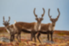 Caribou arctic.jpeg