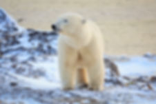 Polar bear arctic.jpeg