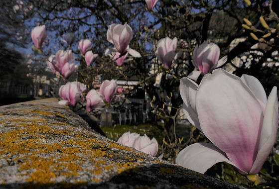 brighter flower_edited.jpg