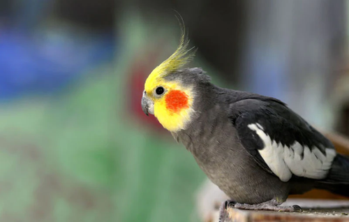 Cockatiel Yellow Parrot Yellow Bird Small Pet Bird Types Parrot