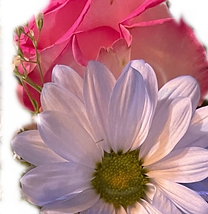 IMG_7402Timflowers_edited_edited_edited.png Authors favorite flowers, daisies and roses.