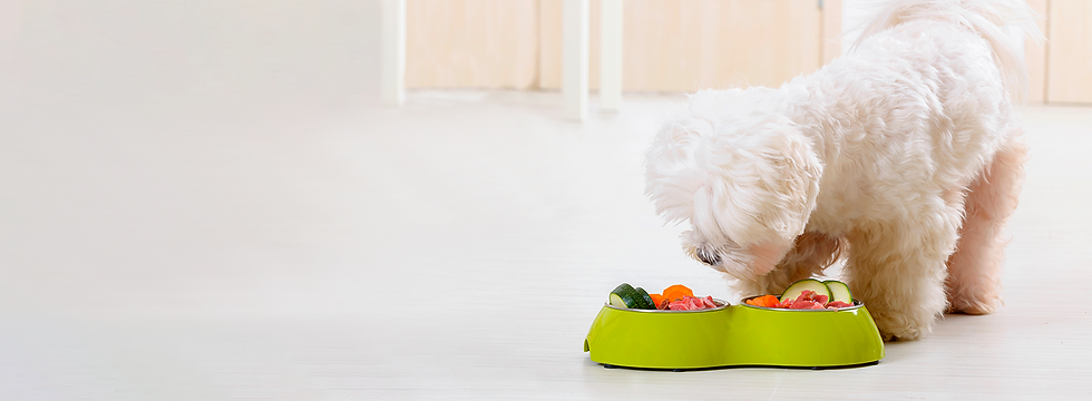 perritocomiendo.png