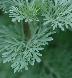 Green Herbs