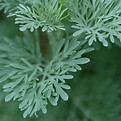 Close-Up Green Leaves