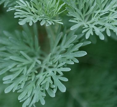 Fable Acres - Herbs 