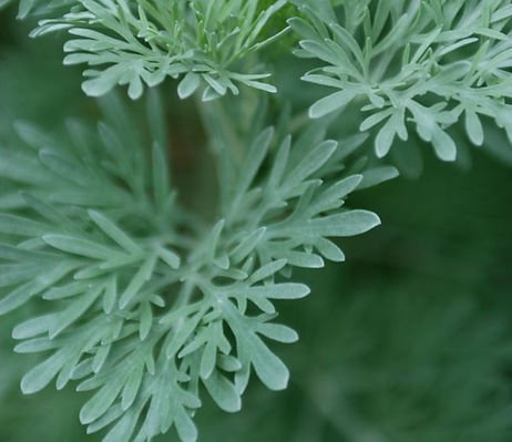 Green Herbs