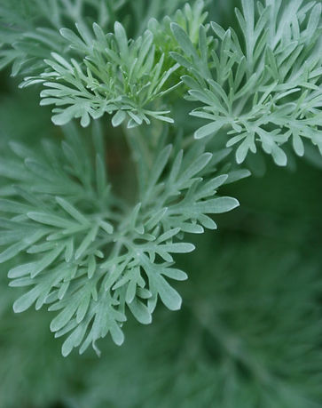 Green Herbs