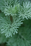 Green Herbs