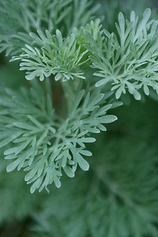 Folhas verdes em close-up