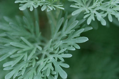 Green Herbs
