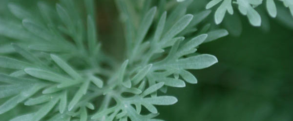 Green Herbs