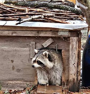 Refuge Mysticwolf est un centre de réhabilitation avec mission de remise en liberté et sanctuaire pour animaux de la faune.