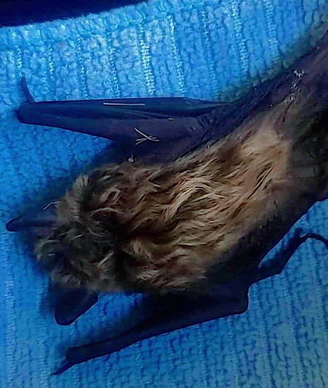 bat_5.jpg