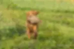 September Hunt Test (1)