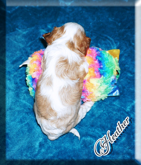 22-04-09 Heather 3 5.5w.jpg