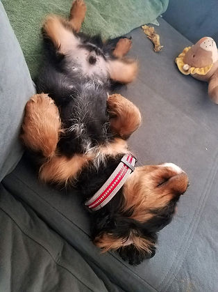 Cavalier King Charles Spaniel