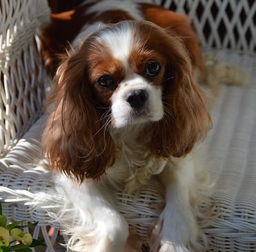 Cavalier King Charles Spaniel breeders