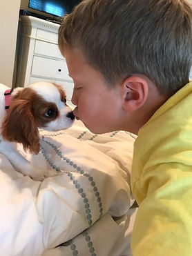 Cavalier King Charles Spaniel