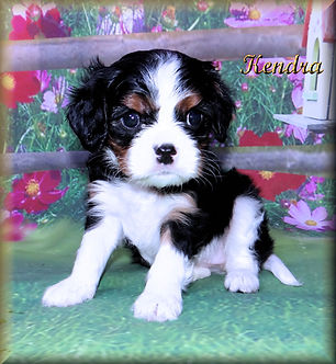 Cavalier King Charles Spaniel puppies