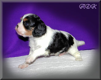 AKC Cavalier King Charles Spaniel puppy