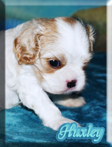 22-04-09 Huxley 2 5.5w.jpg