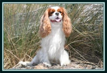 Champion Cavalier King Charles Spaniel
