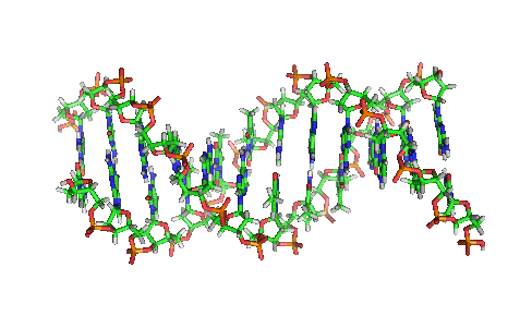 DNA-Διπλη έλικα - περιστρεφόμενη 1.gif