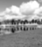 AMPHITHEATER_edited.jpg