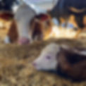 Bild Kühe und Kalb