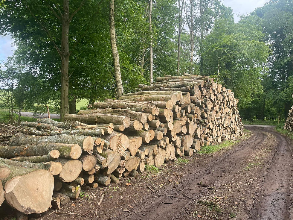 stacked ash cordwood in woodland